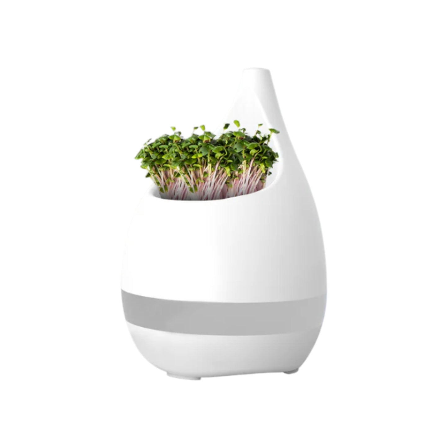 Botanical Planter cum Pen Stand