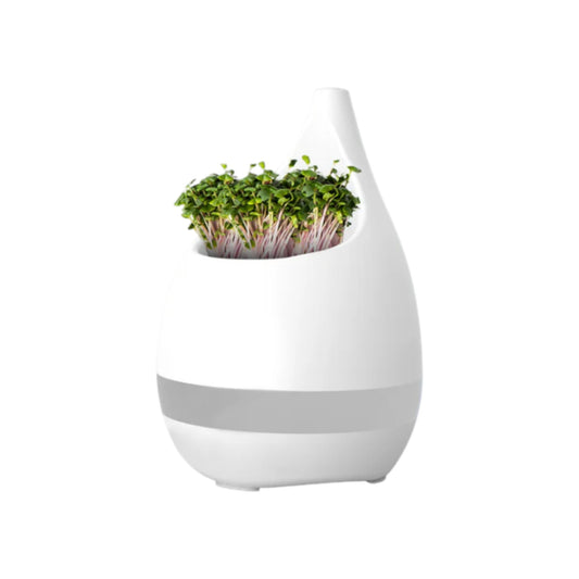 Botanical Planter cum Pen Stand