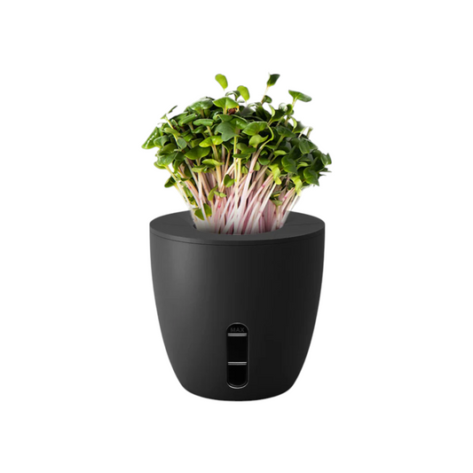 Self Watering Plant Pot